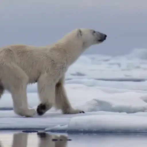 Polarbear