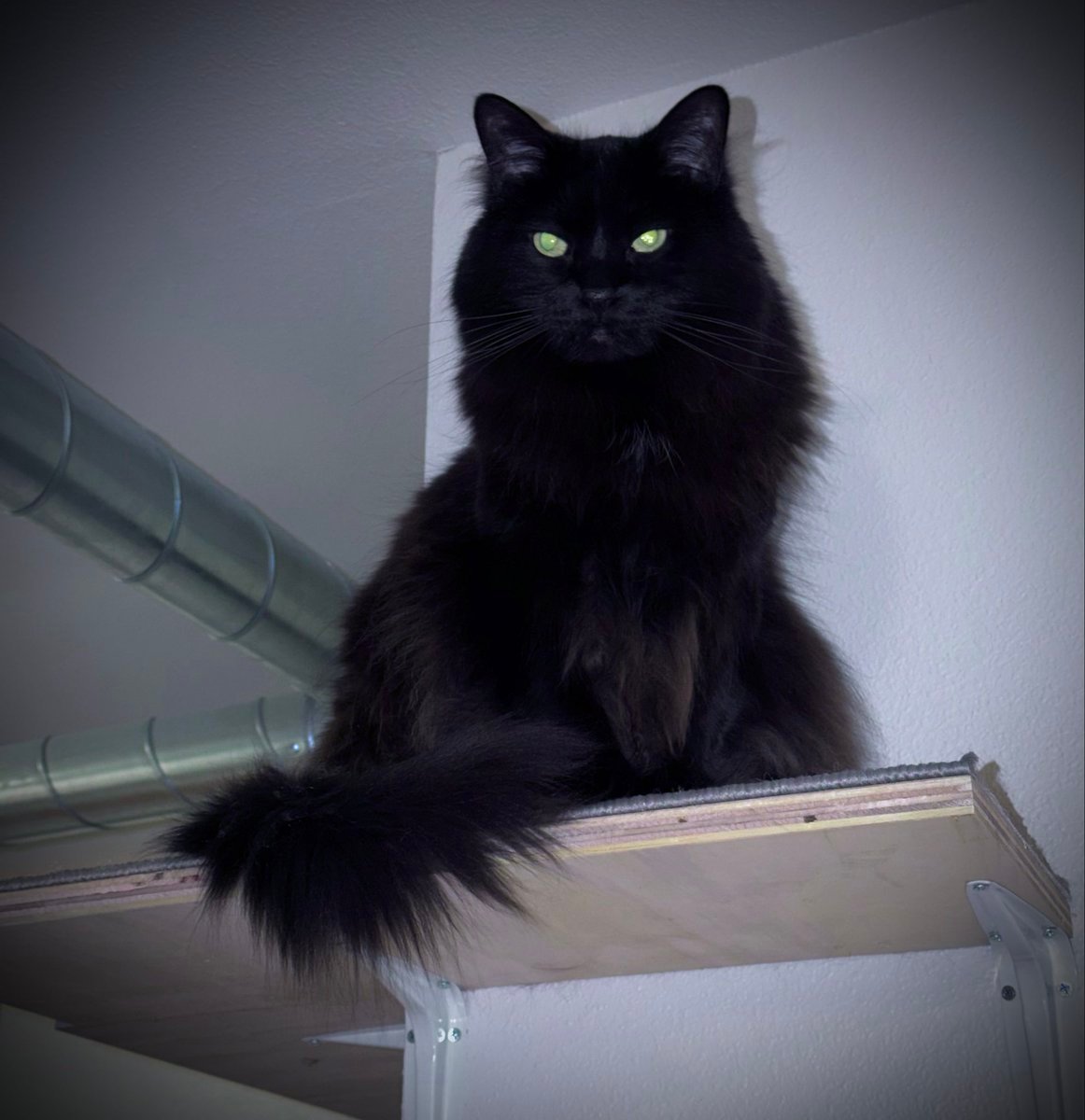 Kito