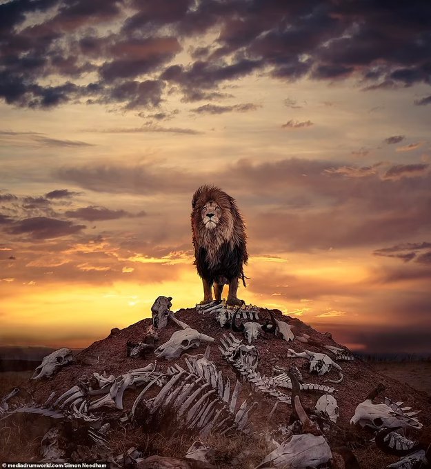 Lion