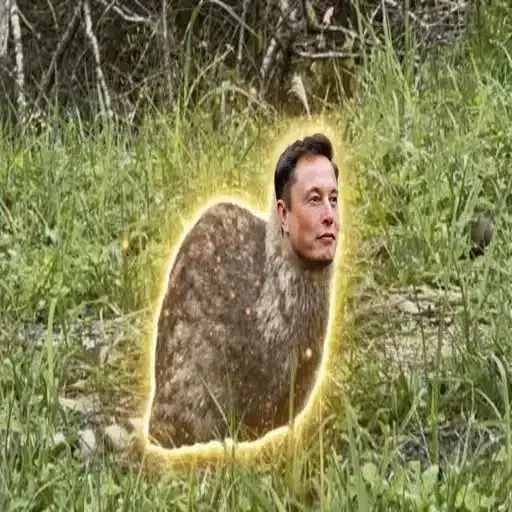 麝香猫