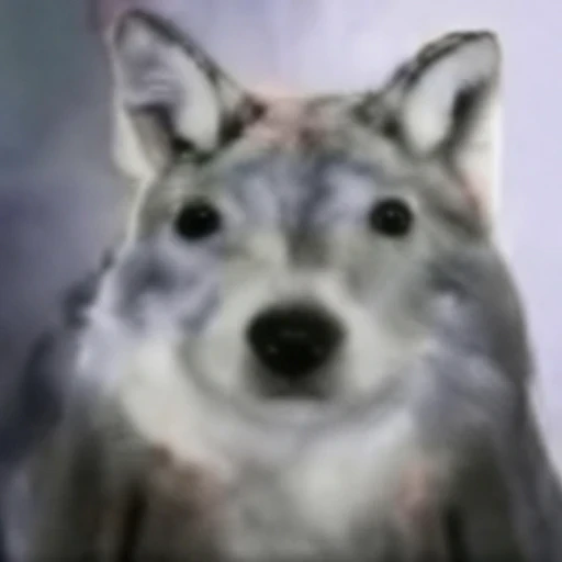 welf