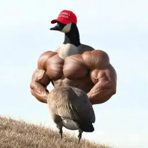 Geese