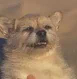 Gobi