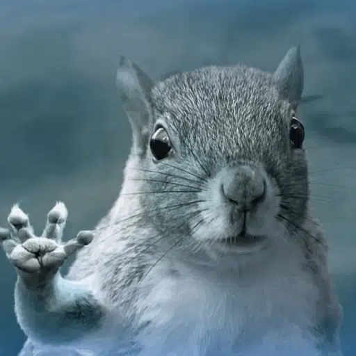 Squirrel