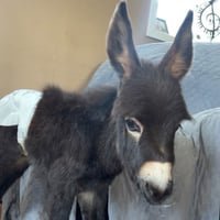 HeeHaw — Justice for HeeHaw Solana token traded by KOLs