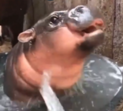 MOOWAN