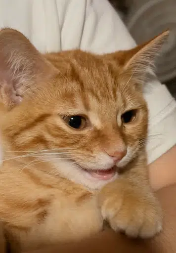 hehe