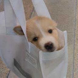 IN — doginbag Solana token traded by KOLs