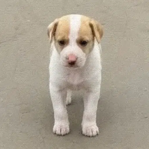 Snoopy