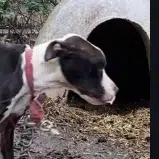 CashDog