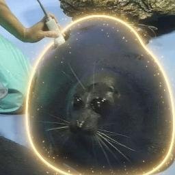 CHUDSEAL