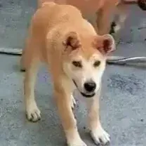 DEG