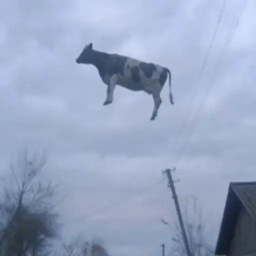 cow