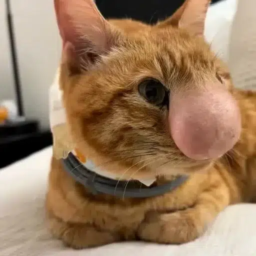 biscuit