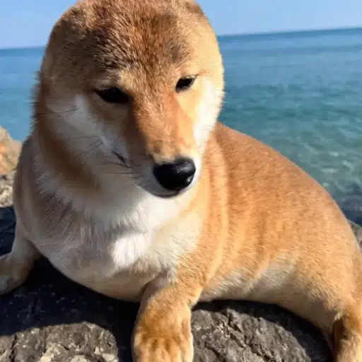 sealdog