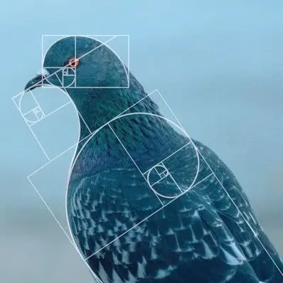 Pigeon — level941 Solana token traded by KOLs