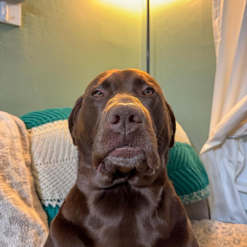 Moose