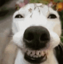 SMILEDOG