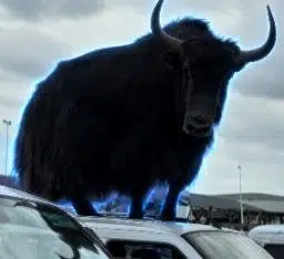 Bull