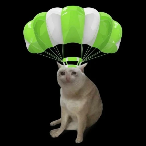 STIMMYCAT