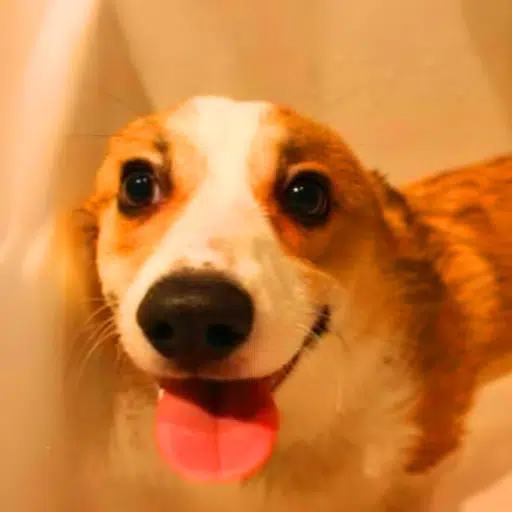 $CORGI token logo