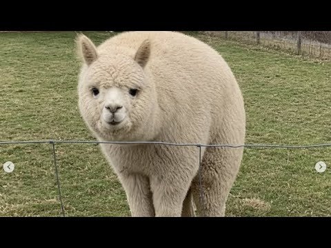Gordothy