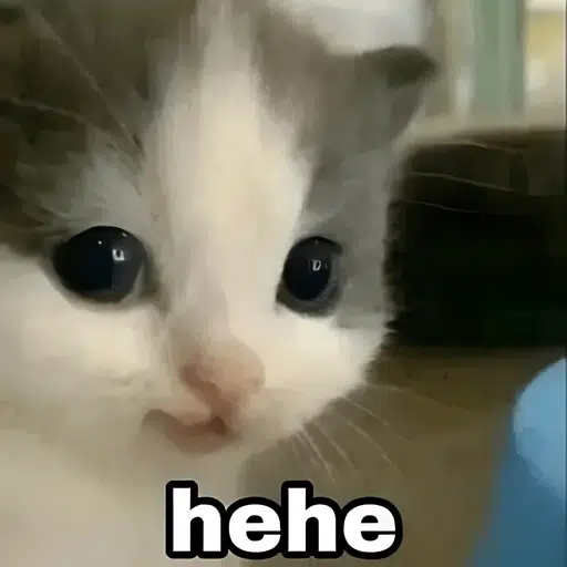 hehecat