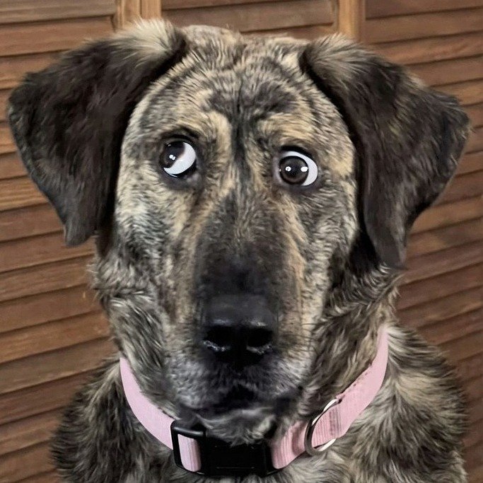 
Gabbagool