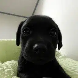 niggy