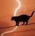 auracat
