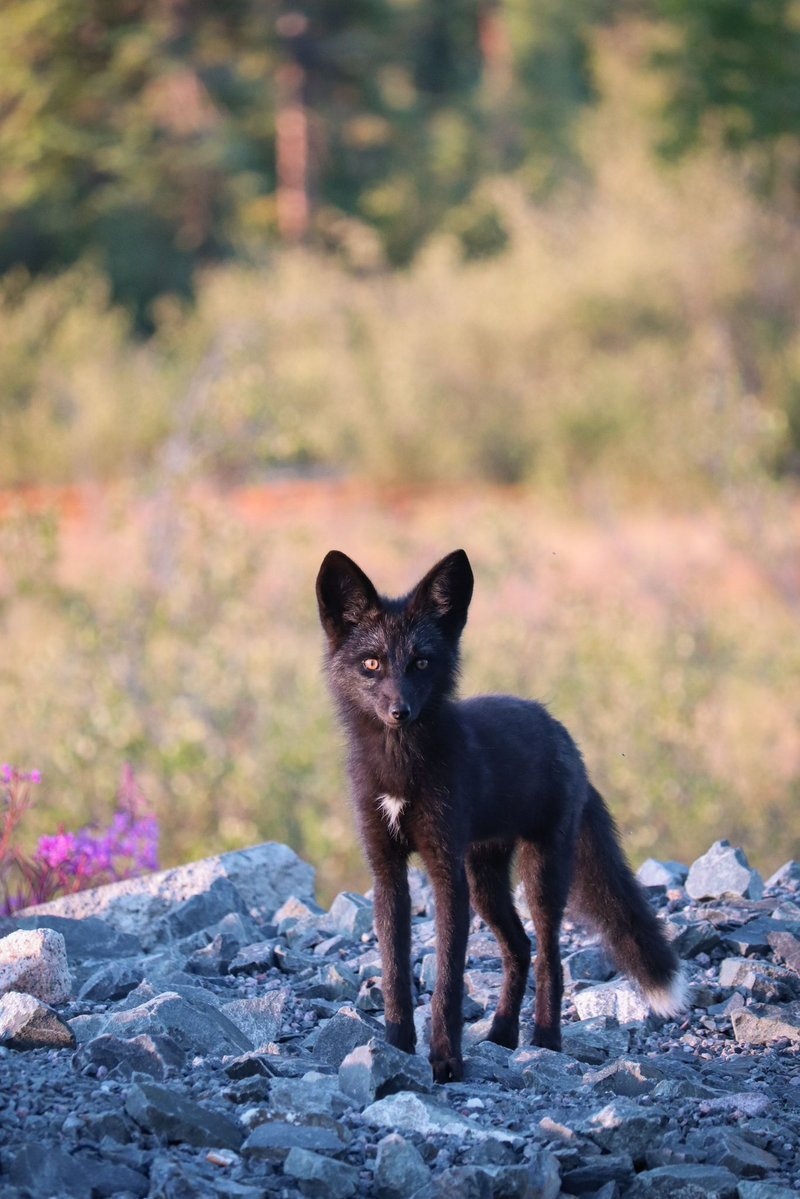 FOX