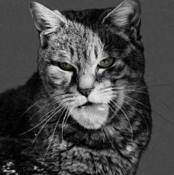 GIGACAT