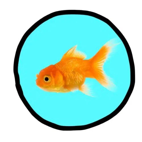 GOLDFISH