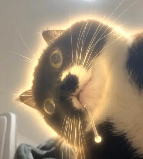 drooly