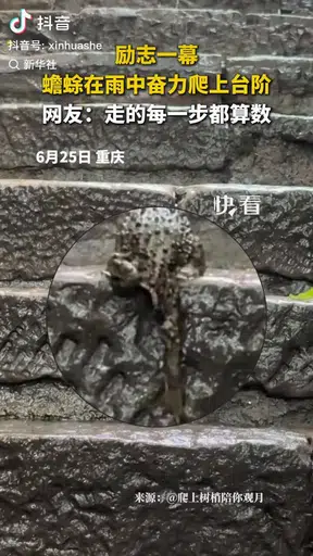Toad