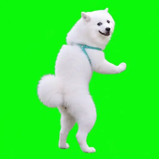 Samoyed