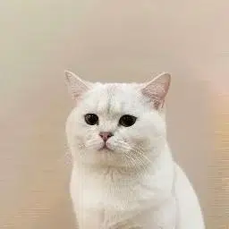 Bibi