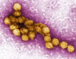 WestNile