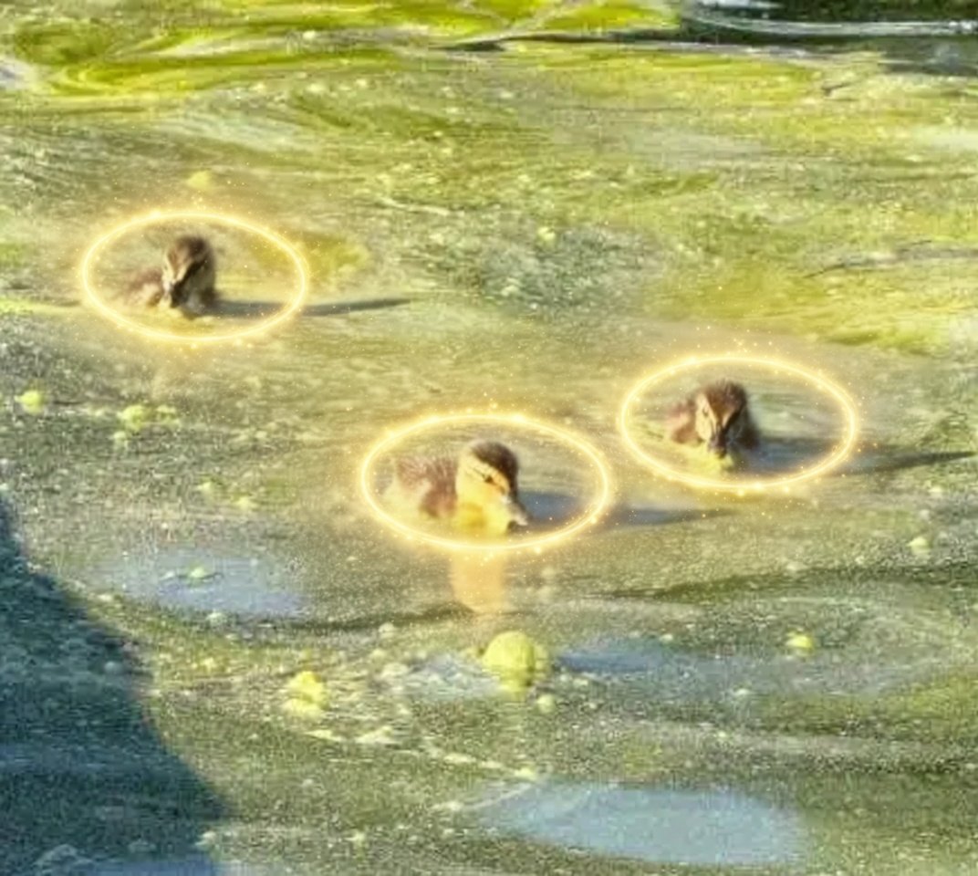 DUCKLINGS