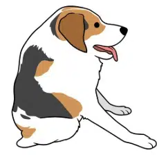dg