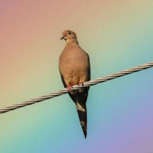 Dove
