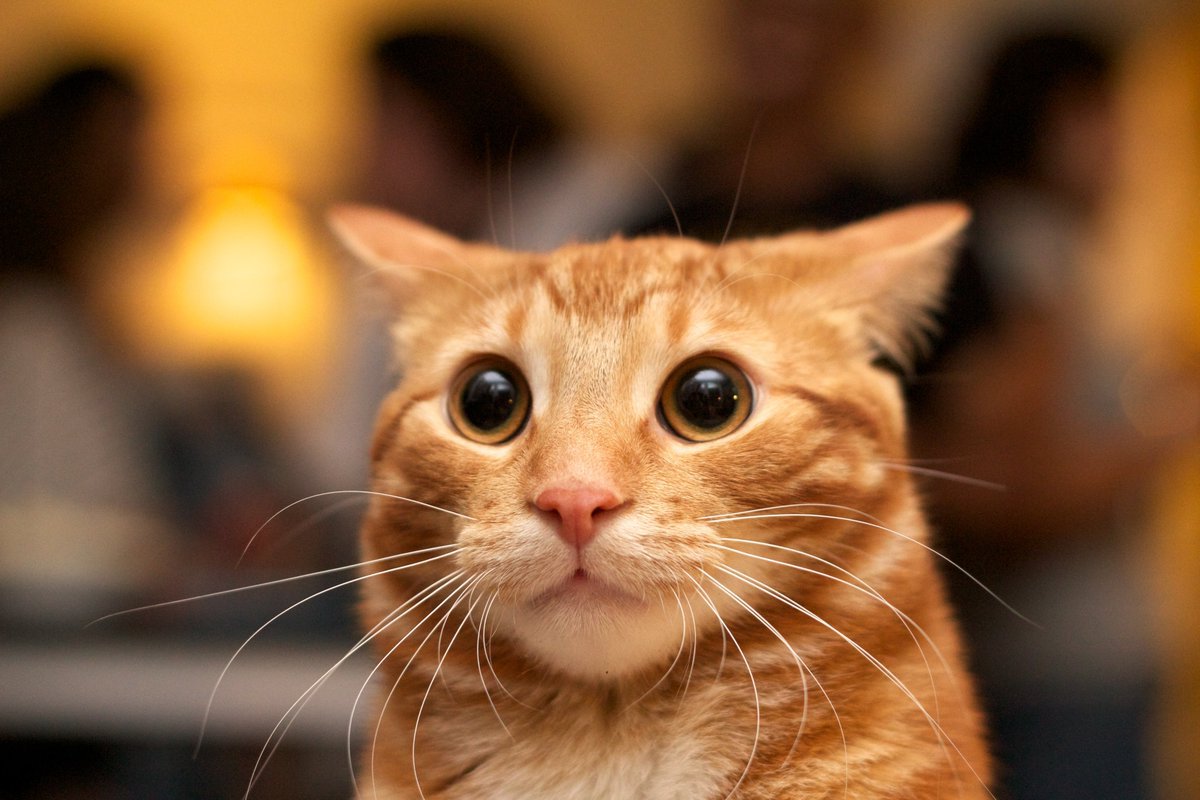 $CAT token logo