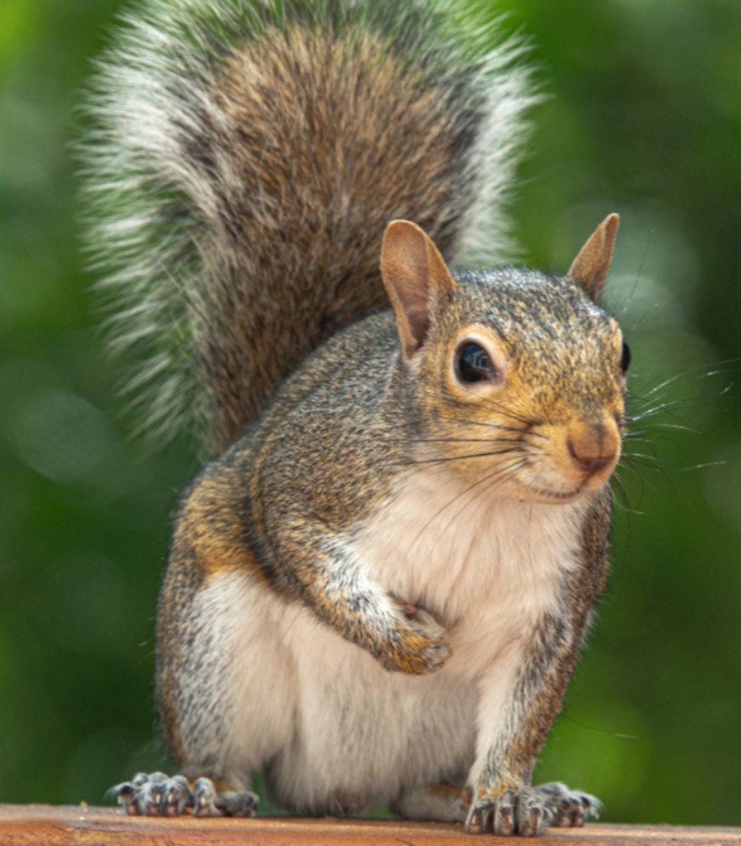 Squirrel