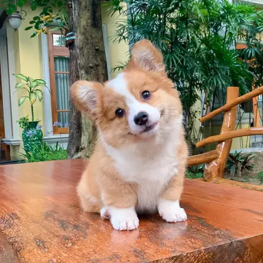 BABY