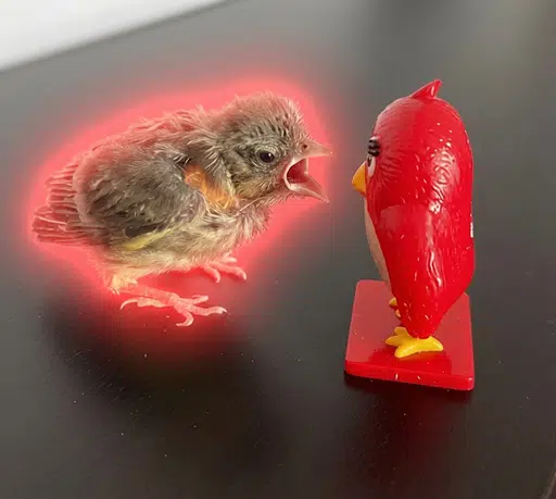 BIRD