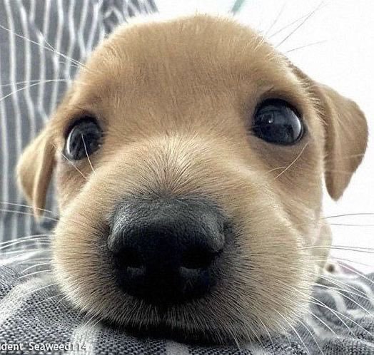 Bully