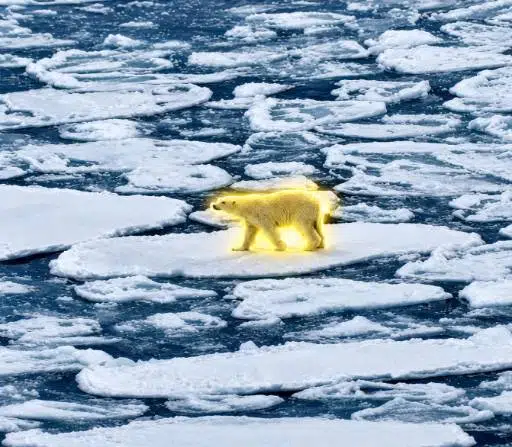 Polarbear