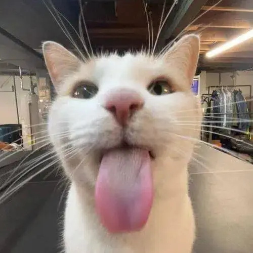 silly