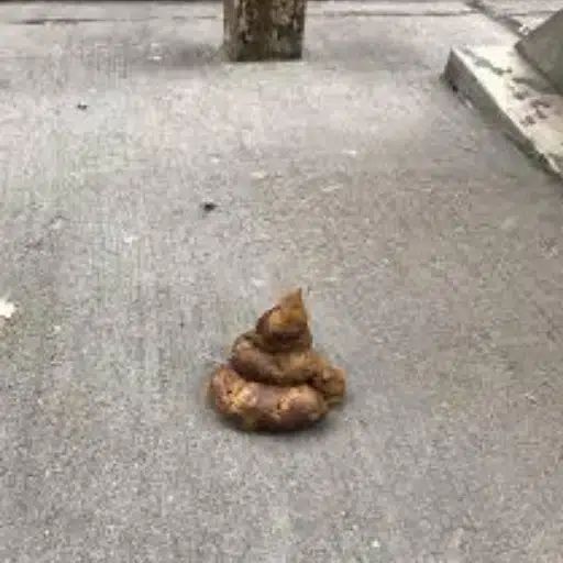 dogshit