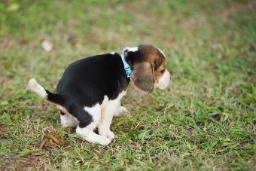 $Puppy token logo